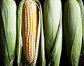 Top view of raw ripe corns with green husks placed in row on ground in farm in daytime