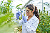 Woman scientist wearing protective gloves checking while herbal medical pill with magnifier in greenhouse in pharmaceutical laboratory