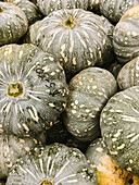 From above of heap of fresh green pumpkins placed on stall in local market
