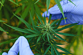 From above of hands in gloves of crop anonymous person touching green thin hemp leaves in pharmaceutical laboratory in greenhouse