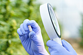 Crop anonymous scientist wearing protective gloves checking while herbal medical pill with magnifier in greenhouse in pharmaceutical laboratory