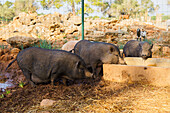 Omnivorous domesticated hoofed mammal pigs in mud drinking from water trough in enclosure in farmyard