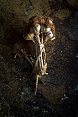 From above bouquet of fresh purple garlic cloves placed in dark background