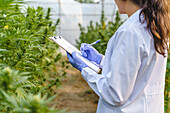 Side view of anonymous female specialist wearing medical uniform and gloves examining green hemp bushes while working in hothouse in pharmaceutical laboratory