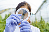 Crop anonymous scientist wearing protective gloves checking while herbal medical pill with magnifier in greenhouse in pharmaceutical laboratory