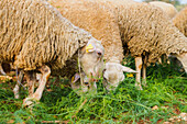 Herd of sheep domesticated ruminant animals with woolly coat feeding with green grass in farmland