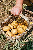 From above of crop anonymous gardener with wicker basket full of raw yellow potatoes in countryside