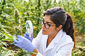 Side view of young female specialist analyzing green hemp plants using magnifier while working in greenhouse in pharmaceutical laboratory