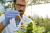Side view of crop focused male specialist in uniform and gloves standing near hemp bushes in hothouse and holding bottle with cannabis extract while working in pharmaceutical laboratory