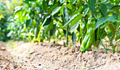 Ground level of green ripe peppers growing in agricultural field on sunny day in countryside