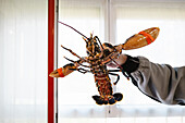 Crop anonymous person with tasty uncooked lobster with claws in hand while standing in light room with windows at home