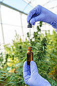 Crop view of scientist holding bottle with cannabis extract while working in pharmaceutical laboratory