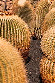 Plantation of big round shaped Echinocacti growing in few rows in black soil