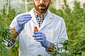 Side view of crop focused male specialist in uniform and gloves standing near hemp bushes in hothouse and holding bottle with cannabis extract while working in pharmaceutical laboratory