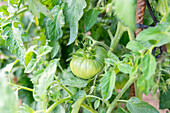 Nahaufnahme einer grünen, unreifen Tomate, die auf einer üppigen Plantage auf dem Lande im Sommer wächst