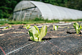 Rows of lettuce plants with wavy foliage growing in holes of covering material against greenhouse on farmland