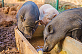 Omnivorous domesticated hoofed mammal pigs in mud drinking from water trough in enclosure in farmyard