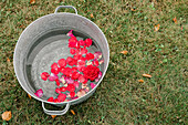 From above of petals of fresh red rose floating in water in metal basin placed on grassy meadow