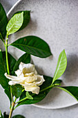 Blick von oben auf zarte weiße Gardenia jasminoides mit grünen Blättern, die auf eleganten Keramiktellern auf dem Tisch liegen