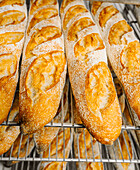 Reihen von schmackhaftem ovalem Brot mit goldener Oberfläche und knuspriger Kruste auf Metallregalen