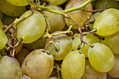 Top view full frame of brunch of fresh yellow and green grapes as background