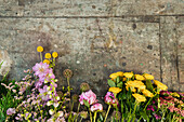 Top view of various fresh colorful flowers placed in row on old table in floral shop