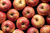 Top view full frame background of delicious fresh red apples composed together in rows