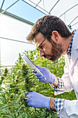 Focused male specialist wearing white robe and gloves checking hemp plants with magnifier while working in greenhouse in pharmaceutical laboratory