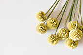 From above bunch of dry billy buttons flowering plants with spherical heads placed on white table