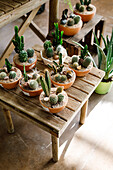From above pots with small growing cactuses placed on wooden table in light greenhouse