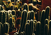 Closeup green cactuses with sharp thorns growing in pots in hothouse