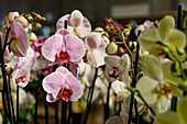 Closeup elegant fresh orchids with delicate petals growing in glasshouse