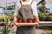 Crop female gardener in apron holding in hands wooden tray with various potted cactus while standing in orangery