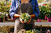 Anonymous person in apron and checkered shirt demonstrating pot with green succulent to camera while working in greenhouse
