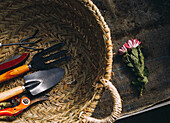 From above small pink flowers placed on dirty fabric near wicker basket with assorted gardening tools in hothouse
