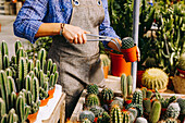 Anonymous person in apron using tongs to put pot with cactus into box during work in glasshouse