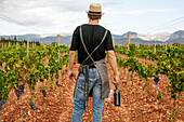 Adult man harvesting ripe grapes from vine on cloudy day on farm carrying a wine bottle
