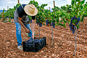 Full body unrecognizable man harvesting ripe grapes from vine while standing near box on cloudy day on farm