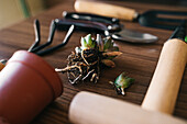 Closeup succulent sprout with dirty roots placed on table near various gardening tools