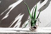 Grüne Aloe-Vera-Blätter in einem Glasgefäß mit Muscheln auf einem Tisch mit weißem Hintergrund
