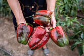 Anonymer Gärtner zeigt rote Paprika, während er an einem sonnigen Tag im Garten steht und erntet