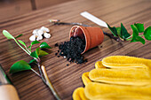 Table with gardening gloves and spilled soil from small flowerpot among tools and green twigs