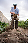 Full body of senior male farmer pouring soil from bucket on garden bed while working in agricultural farm with green plants