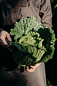 Cropped unrecognizable person with ripe vegetable in hands standing in sunny yard of suburban house