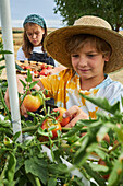 Brother with scissors collecting ripe vegetables while standing near sister with basket in harvest season in rural area