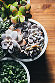 Top view of various types of succulent plants placed in pots on wooden table in light place