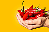 Crop anonymous person demonstrating handful of chili pepper used for spicy ingredient in cooking against yellow background