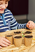 Crop anonymous kid planting seedling in cardboard cup with ground at table with gardening shovel