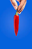 Crop anonymous person demonstrating ripe chili pepper with pungent taste against blue background