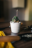 Pot with small succulent and stones placed on table near gardening tools at home